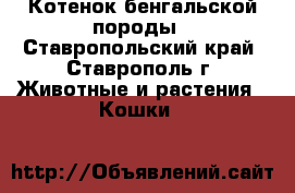 Котенок бенгальской породы - Ставропольский край, Ставрополь г. Животные и растения » Кошки   